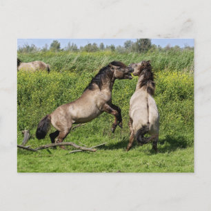 postal de stallions silvestres