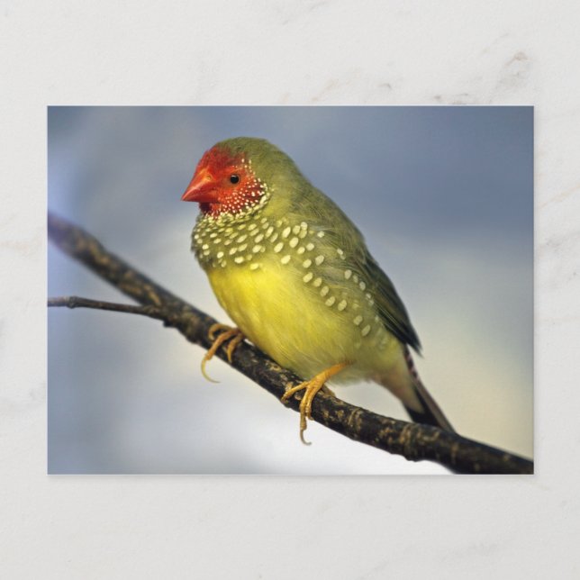Postal de Star Finch (Anverso)