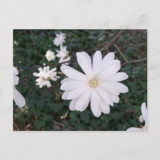 Postal de Star Magnolia