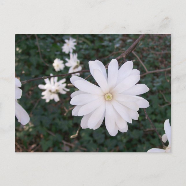 Postal de Star Magnolia (Anverso)