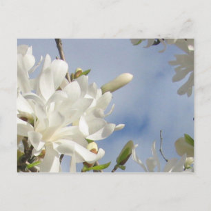 Postal de Star Magnolia