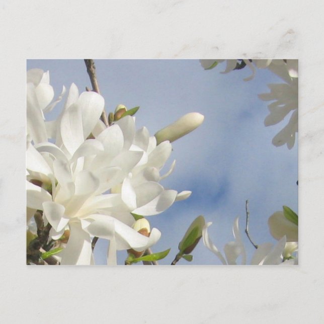 Postal de Star Magnolia (Anverso)