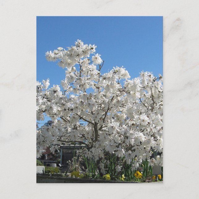 Postal de Star Magnolia (Anverso)