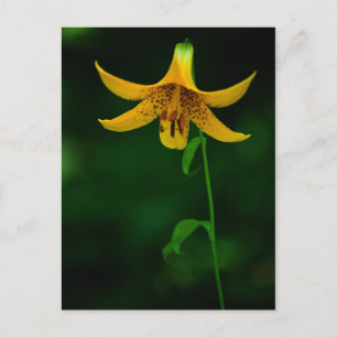 Postal de Star Pose