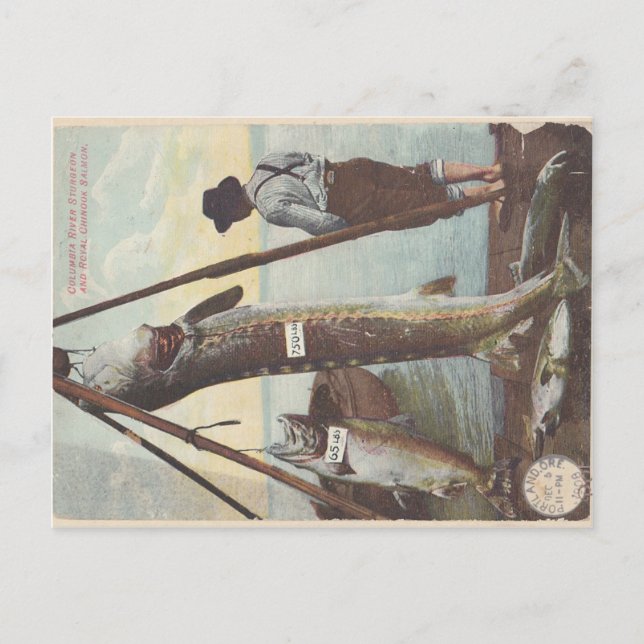 Postal de Sturgeon y Salmon Catch (Anverso)