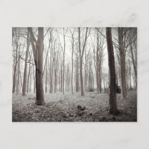 Postal de sueño de Woodland