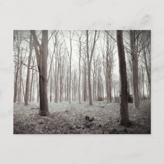 Postal de sueño de Woodland