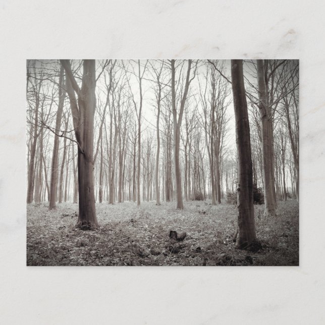Postal de sueño de Woodland (Anverso)