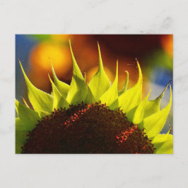 Postal de sueños de girasol