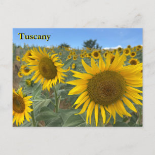 Postal de Sunflowers Toscana