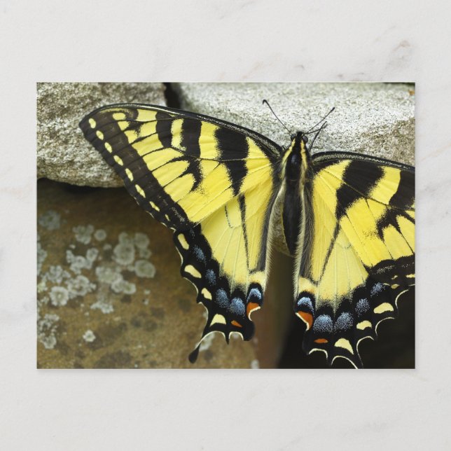 Postal de Swallowtail del tigre (Anverso)