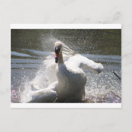 Postal de Swan