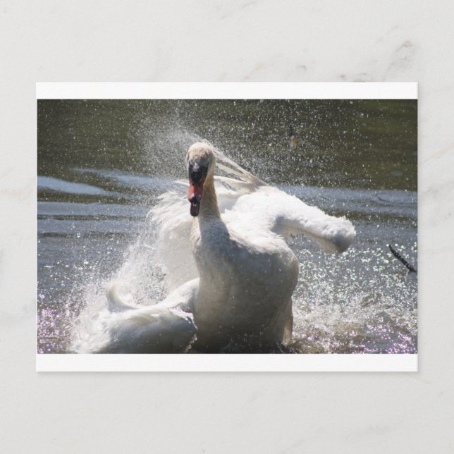Postal de Swan (Anverso)
