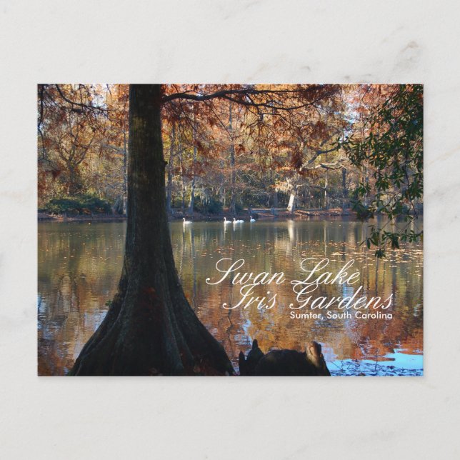 Postal de Swan Lake Iris Gardens (Anverso)