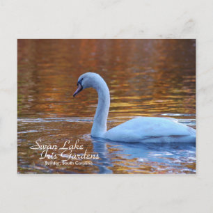 Postal de Swan Lake Iris Gardens
