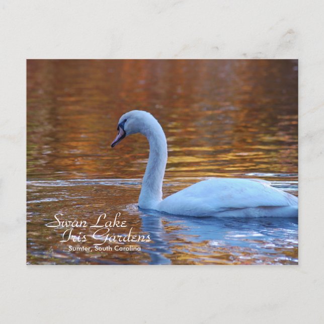 Postal de Swan Lake Iris Gardens (Anverso)