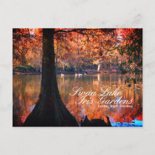 Postal de Swan Lake Iris Gardens
