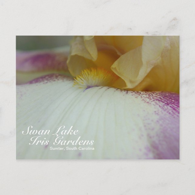 Postal de Swan Lake Iris Gardens (Anverso)
