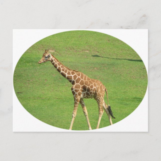 Postal de Tall Giraffe (Anverso)