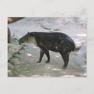 Postal de Tapir