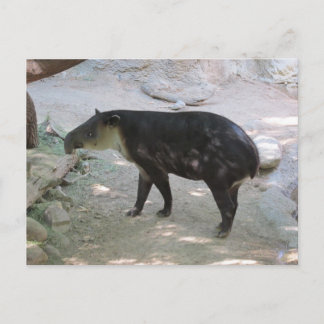 Postal de Tapir
