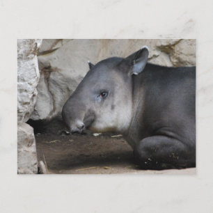 Postal de Tapir