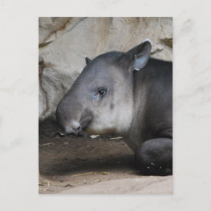 Postal de Tapir