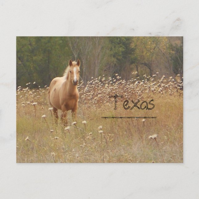 Postal de Texas para caballos de un país joven (Anverso)