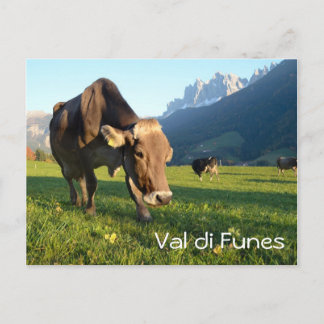 Postal de texto de vaca en Val di Funes (Dolomitas