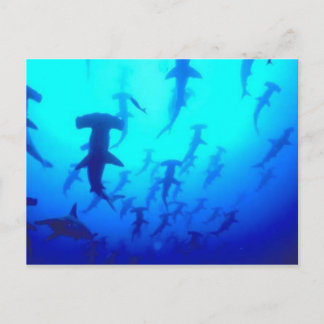 Postal de tiburones