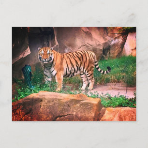 Postal de tigre