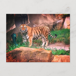 Postal de tigre