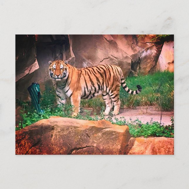 Postal de tigre (Anverso)
