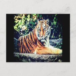 Postal de tigre