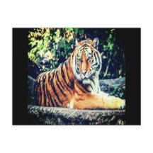 Postal de tigre
