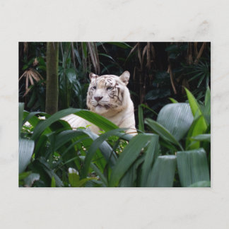 Postal de tigre blanco