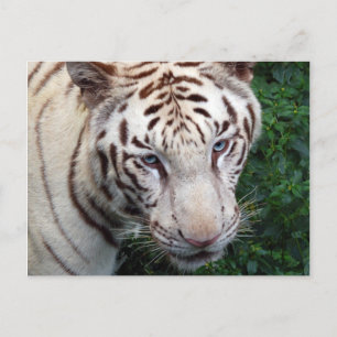 Postal de tigre blanco