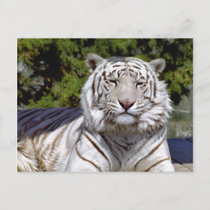 Postal de tigre blanco 9