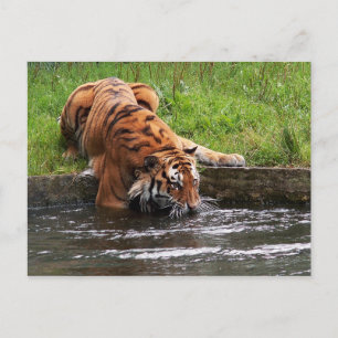 Postal de tigre de Siberia