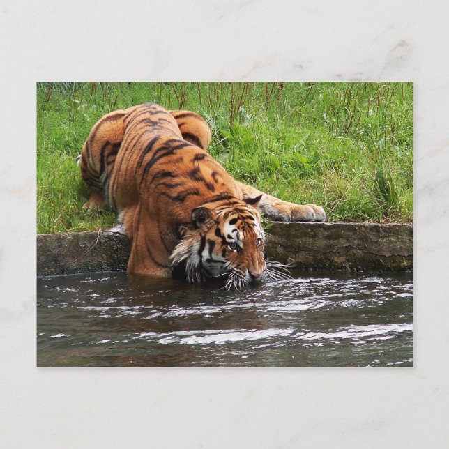 Postal de tigre de Siberia (Anverso)