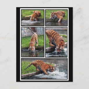 Postal de tigre de Siberia