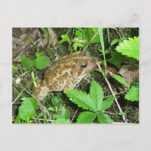 Postal de toad de papá grande