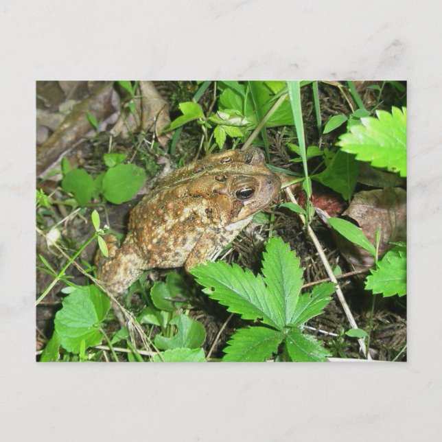 Postal de toad de papá grande (Anverso)