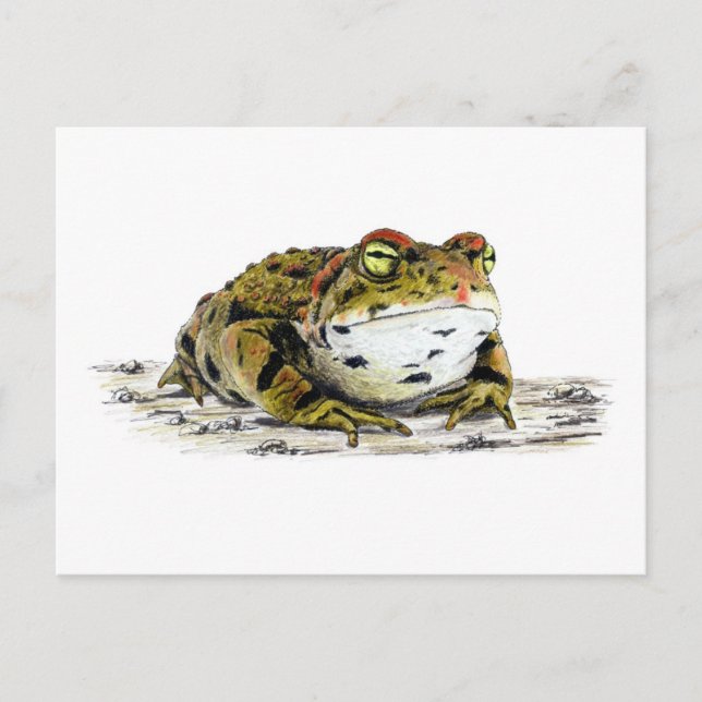 Postal de toad occidental (Anverso)