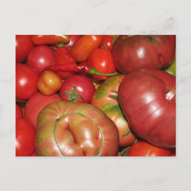 Postal de tomate (Anverso)