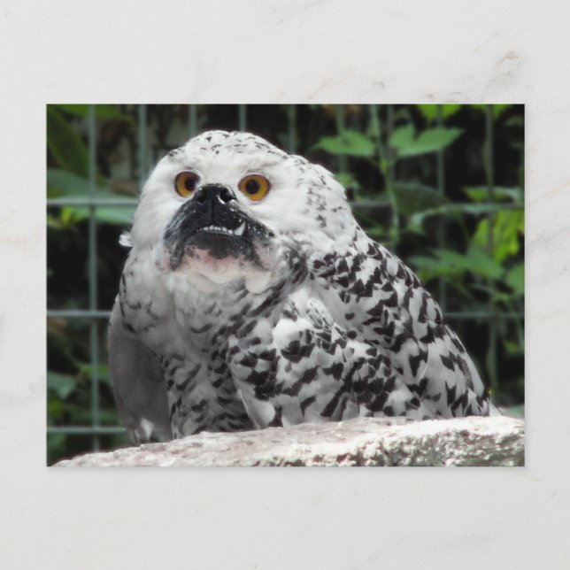 Postal de toro (Anverso)