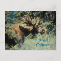 Postal de toros de Columbia Británica