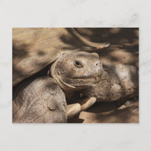 Postal de tortuga