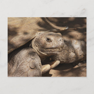 Postal de tortuga