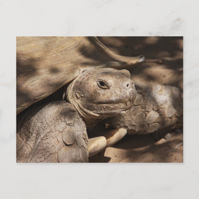 Postal de tortuga (Anverso)